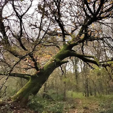 Casa Carmina: Casa Pequenos Grupos En El Corazon De Galicia Vakantiehuis O Irixo